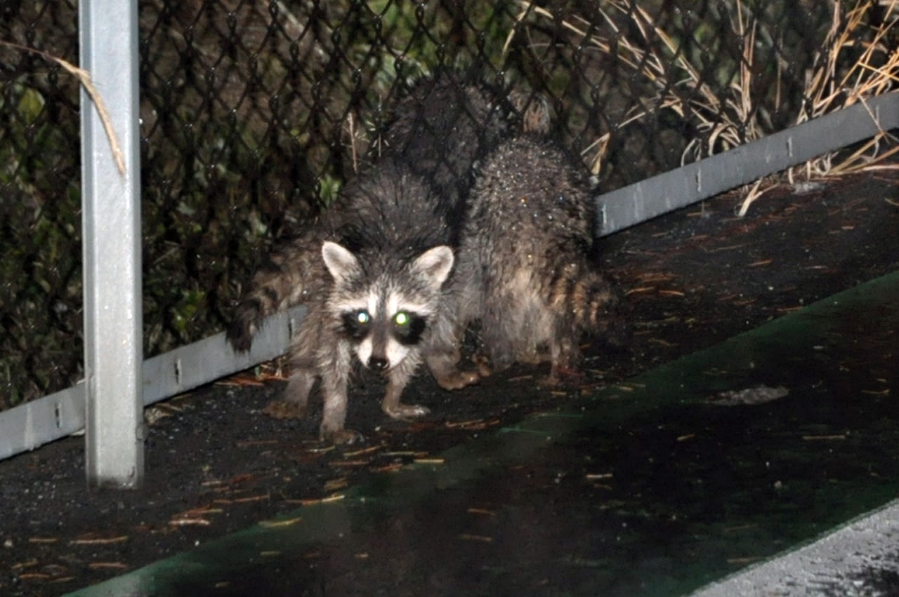 威嚇 アライグマ 天敵なしアライグマに警戒を 西海市内で初の捕獲