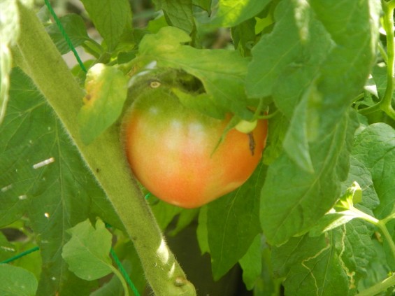 七月の夏野菜 家庭菜園 赤いトマトDSCN5159