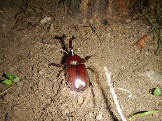 カブトムシ探し　埼玉県伊奈町町制記念公園（バラ公園、あじさい園）DSCN5206