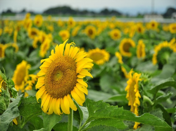 20140720　埼玉県熊谷市の向日葵畑DSC_0070