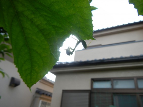 七月の生き物 カマキリの子供DSCN5161