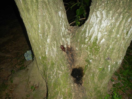 カブトムシ探し　埼玉県伊奈町町制記念公園（バラ公園、あじさい園）DSCN5192