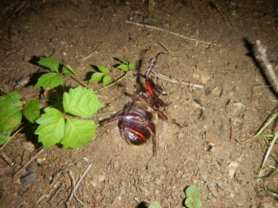 カブトムシ探し　埼玉県伊奈町町制記念公園（バラ公園、あじさい園）DSCN5205