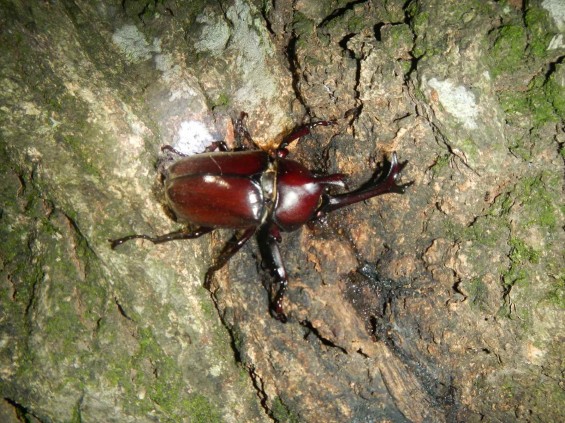 カブトムシ探し　埼玉県伊奈町町制記念公園（バラ公園、あじさい園）DSCN5193