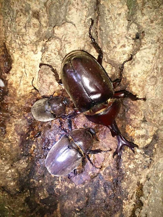 カブトムシ探し　埼玉県伊奈町町制記念公園（バラ公園、あじさい園）1406689342355