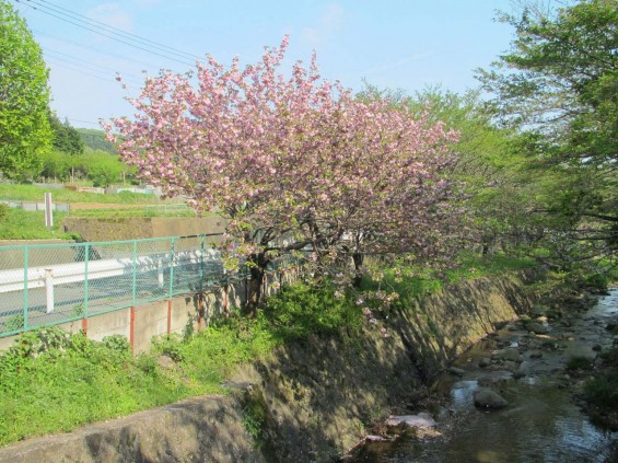 IMG_7326 厚木市七沢荘 桜