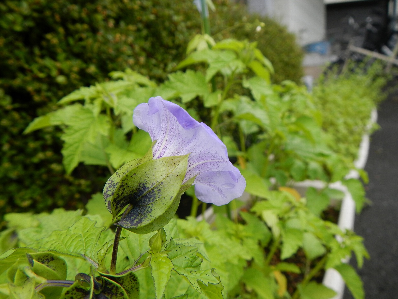 黒鬼灯 くろほおずき の花が咲いた 霊園とお墓のはなし