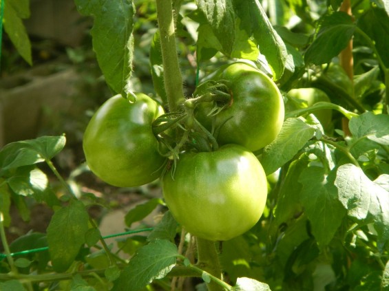 七月の夏野菜 家庭菜園 トマトDSCN5158