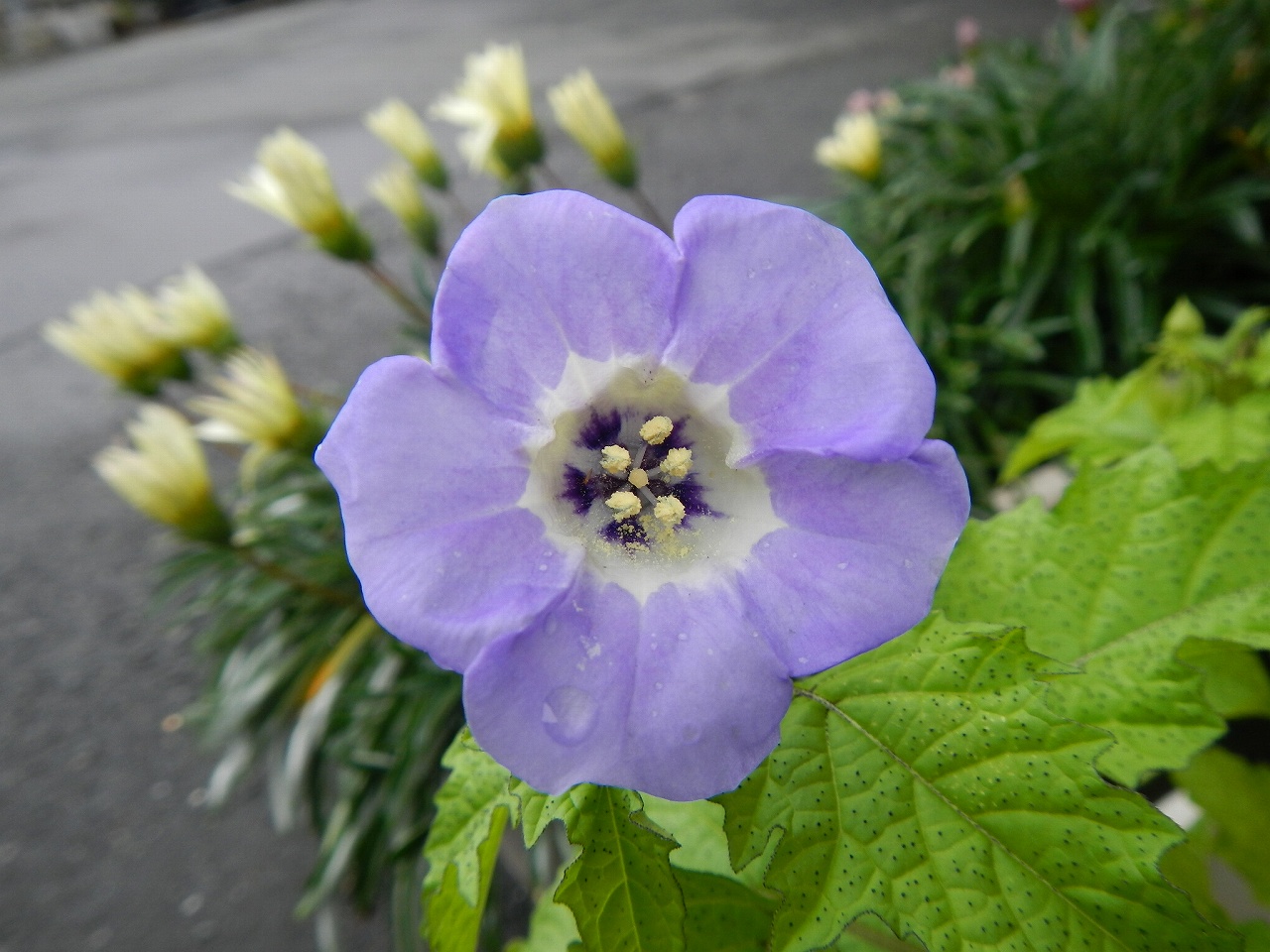 黒鬼灯 くろほおずき の花が咲いた 霊園とお墓のはなし