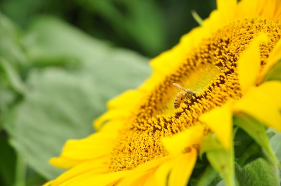 20140720　埼玉県熊谷市の向日葵畑　蜜蜂　ミツバチDSC_0098