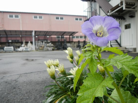 黒鬼灯（くろほうずき）の花が咲いた！DSCN5046