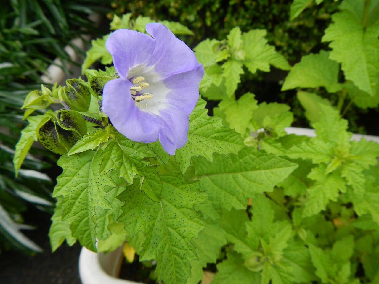 黒鬼灯 くろほおずき の花が咲いた 霊園とお墓のはなし