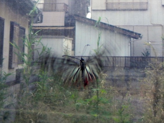 七月の生き物 蝶々羽ばたくDSCN5169.