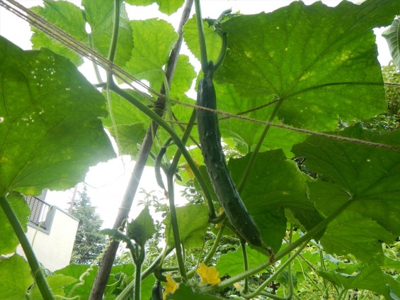 七月の夏野菜 家庭菜園 胡瓜 キュウリDSCN5162