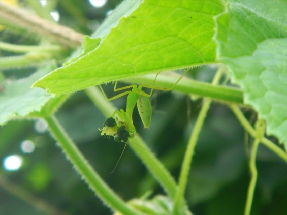 七月の生き物 カマキリの子供DSCN5164