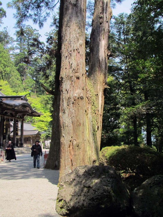 IMG_7280 大雄山最乗寺 境内 杉