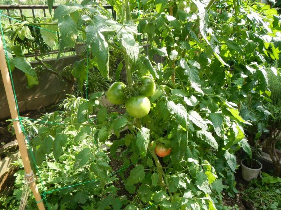 七月の夏野菜 家庭菜園 青いトマトDSCN5156