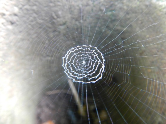 七月の生き物 蜘蛛の巣 丸い 円DSCN5165