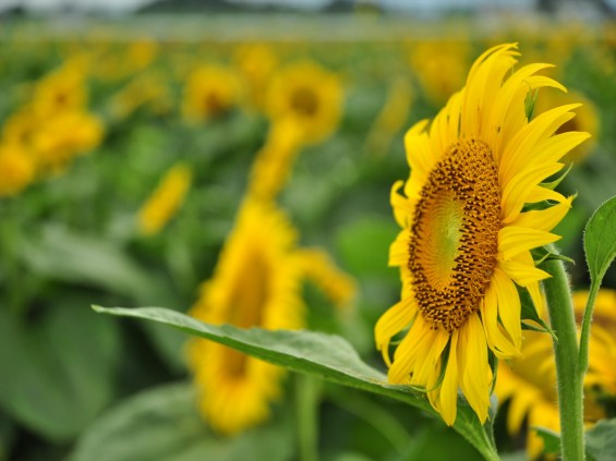 20140720　埼玉県熊谷市の向日葵畑DSC_0078