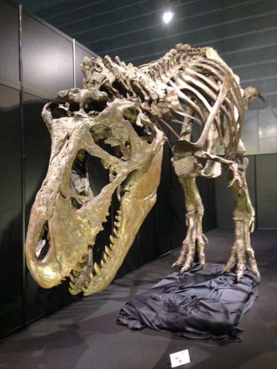 ヨコハマ恐竜展2014　行ってきましたphoto 8 ティラノサウルス