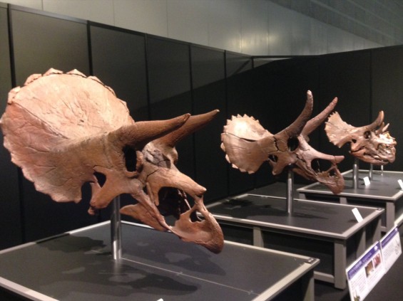 ヨコハマ恐竜展2014　行ってきましたphoto 5 トリケラトプス