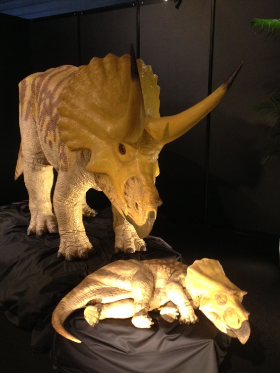 ヨコハマ恐竜展2014　行ってきましたphoto 6 トリケラトプス