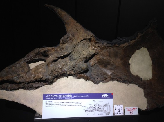 ヨコハマ恐竜展2014　行ってきましたphoto 4 トリケラトプス・ホリダス