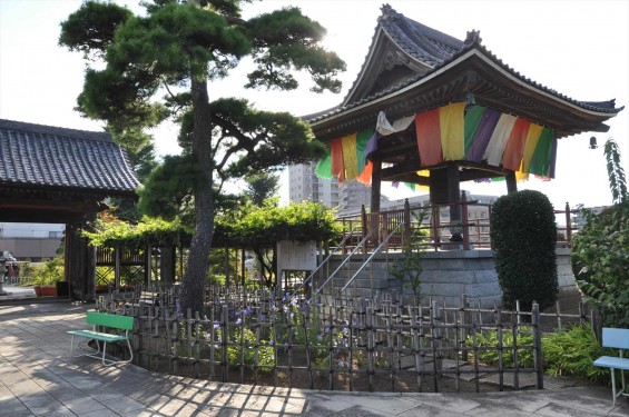 埼玉県上尾市 遍照院DSC_0066山門と鐘楼と藤棚と桔梗