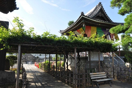 埼玉県上尾市 遍照院DSC_0057藤棚と鐘楼