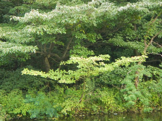 20140906 岩槻公園にいる　野生のカワセミに会いましたDSCN5338