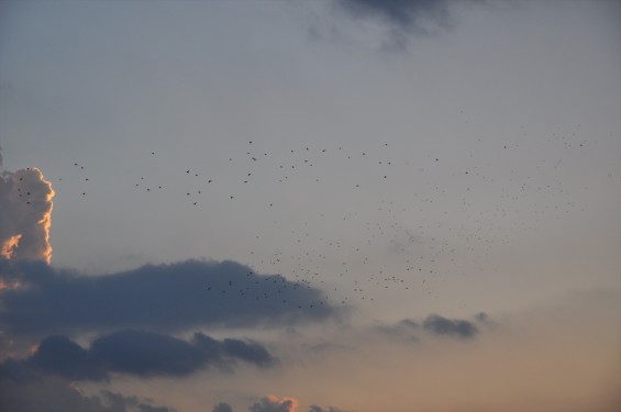 20140913 2014年9月13日の埼玉県上尾市から見えた日没後のムクドリDSC_0115