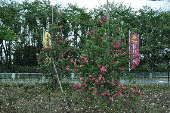 ブラシの木 花が綺麗に咲いてました！埼玉県 桶川霊園DSC_0040