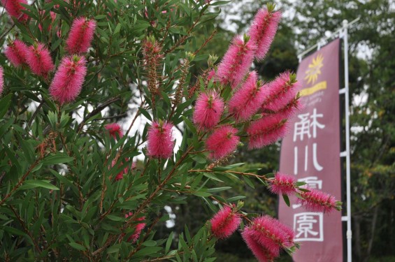 ブラシの木 花が綺麗に咲いてました！埼玉県 桶川霊園DSC_0054