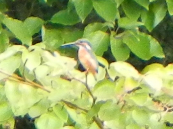 20140906 岩槻公園にいる　野生のカワセミに会いましたDSCN5339-