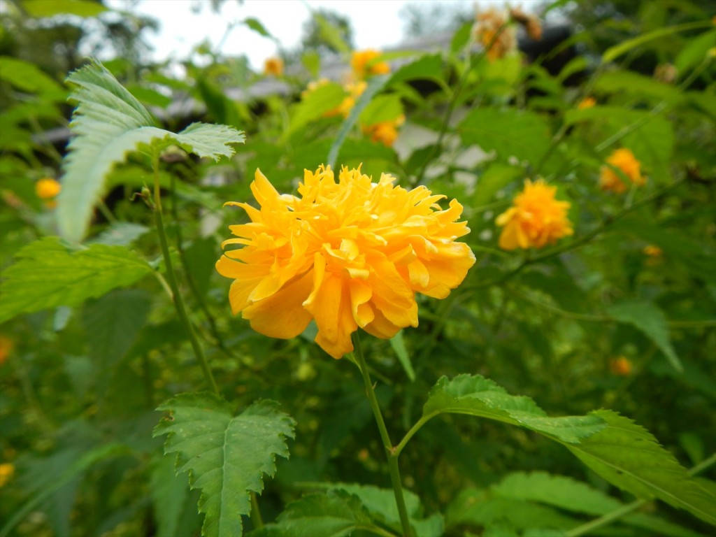 埼玉県さいたま市　岩槻城に行ってきました 区の花 やまぶき_DSCN5354