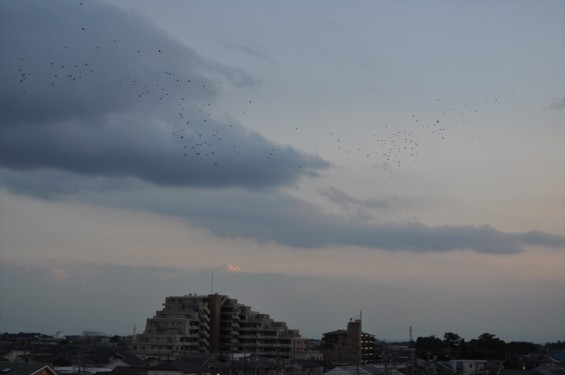 20140913 2014年9月13日の埼玉県上尾市から見えた日没後のムクドリDSC_0116