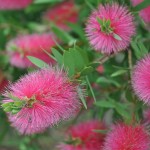 ブラシの木 花が綺麗に咲いてました！埼玉県 桶川霊園DSC_0035