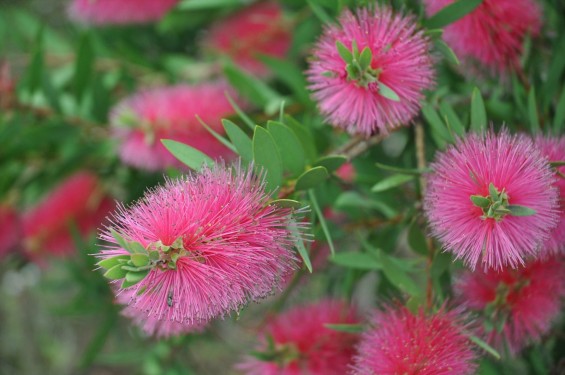 ブラシの木 花が綺麗に咲いてました！埼玉県 桶川霊園DSC_0035