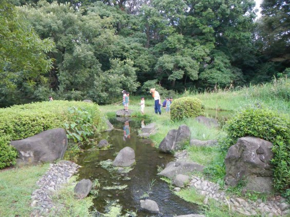 20140906 岩槻公園にいる　野生のカワセミに会いましたDSCN5350+