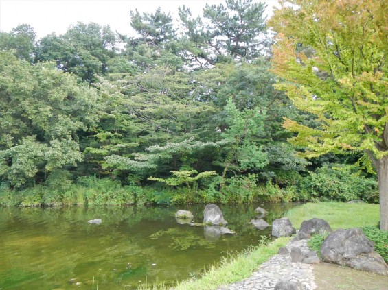 20140906 岩槻公園にいる　野生のカワセミに会いましたDSCN5342