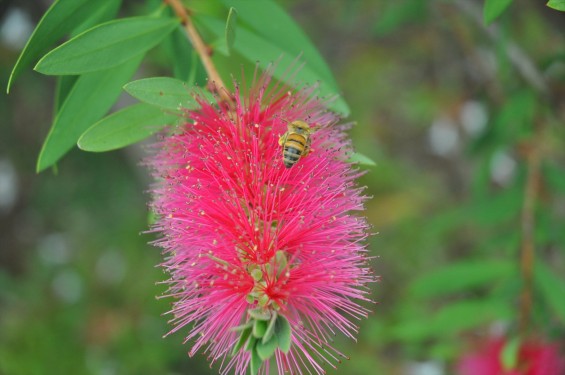 ブラシの木 花が綺麗に咲いてました！ミツバチ蜜蜂 埼玉県 桶川霊園DSC_0037