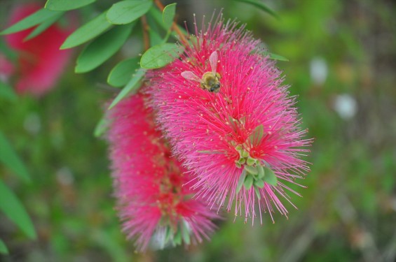 ブラシの木 花が綺麗に咲いてました！ミツバチ蜜蜂 埼玉県 桶川霊園DSC_0039