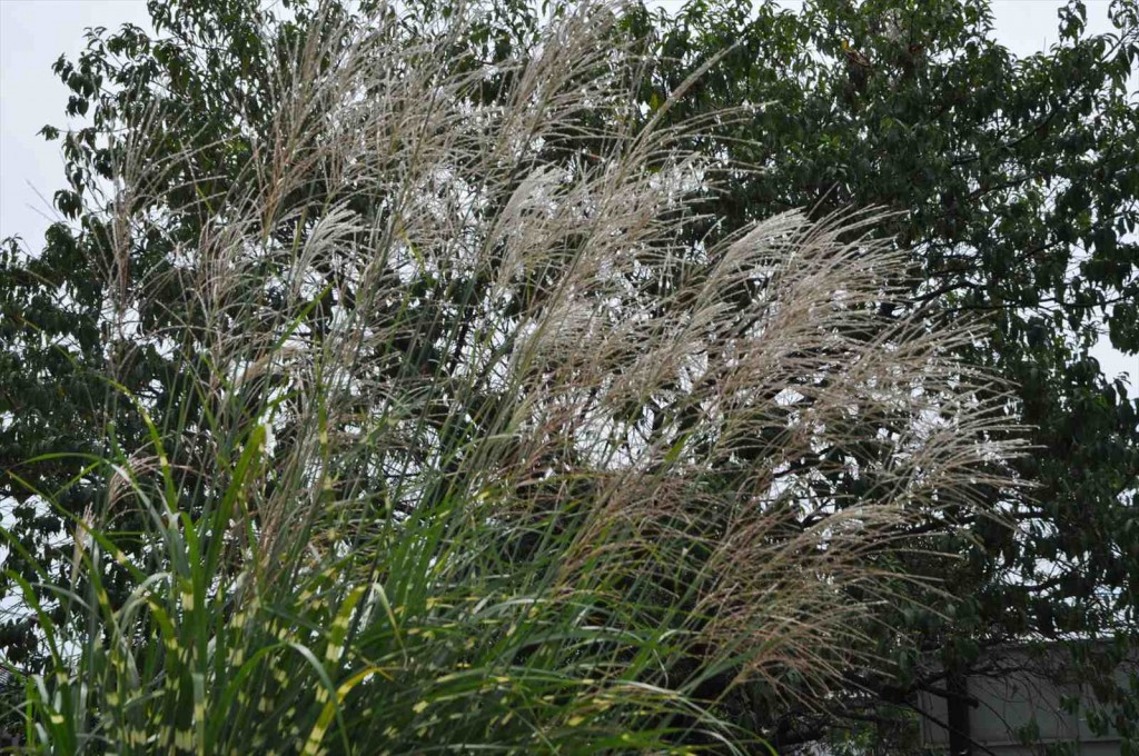 20140821 埼玉県蓮田市 星久院様のご紹介DSC_0096