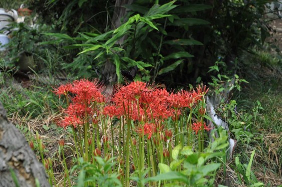 20140918 埼玉県蓮田市駒崎　星久院（しょうきゅういん）の彼岸花DSC_0080