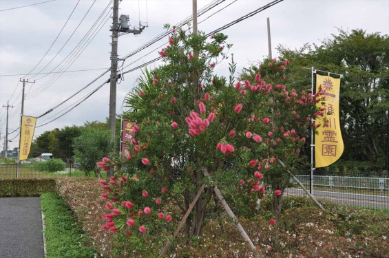 ブラシの木 花が綺麗に咲いてました！埼玉県 桶川霊園DSC_0043