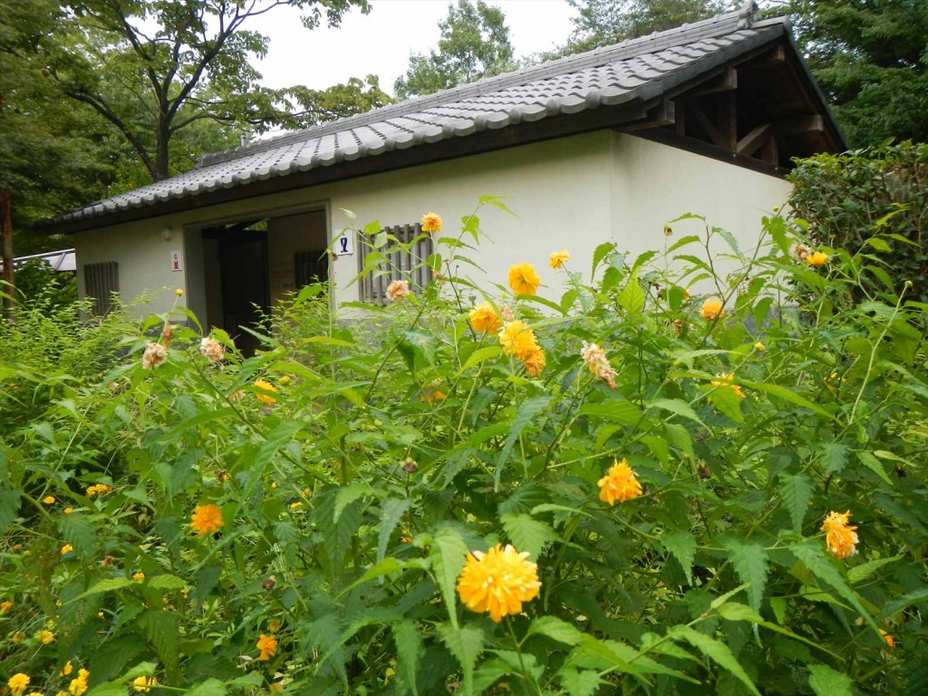 埼玉県さいたま市　岩槻城に行ってきました 区の花 やまぶき_DSCN5353