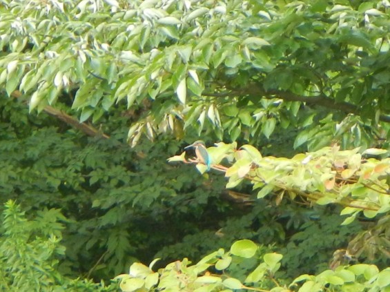 20140906 岩槻公園にいる　野生のカワセミに会いましたDSCN5343