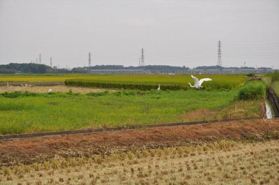 稲刈りと白鷺DSC_0103