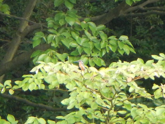 20140906 岩槻公園にいる　野生のカワセミに会いましたDSCN5339