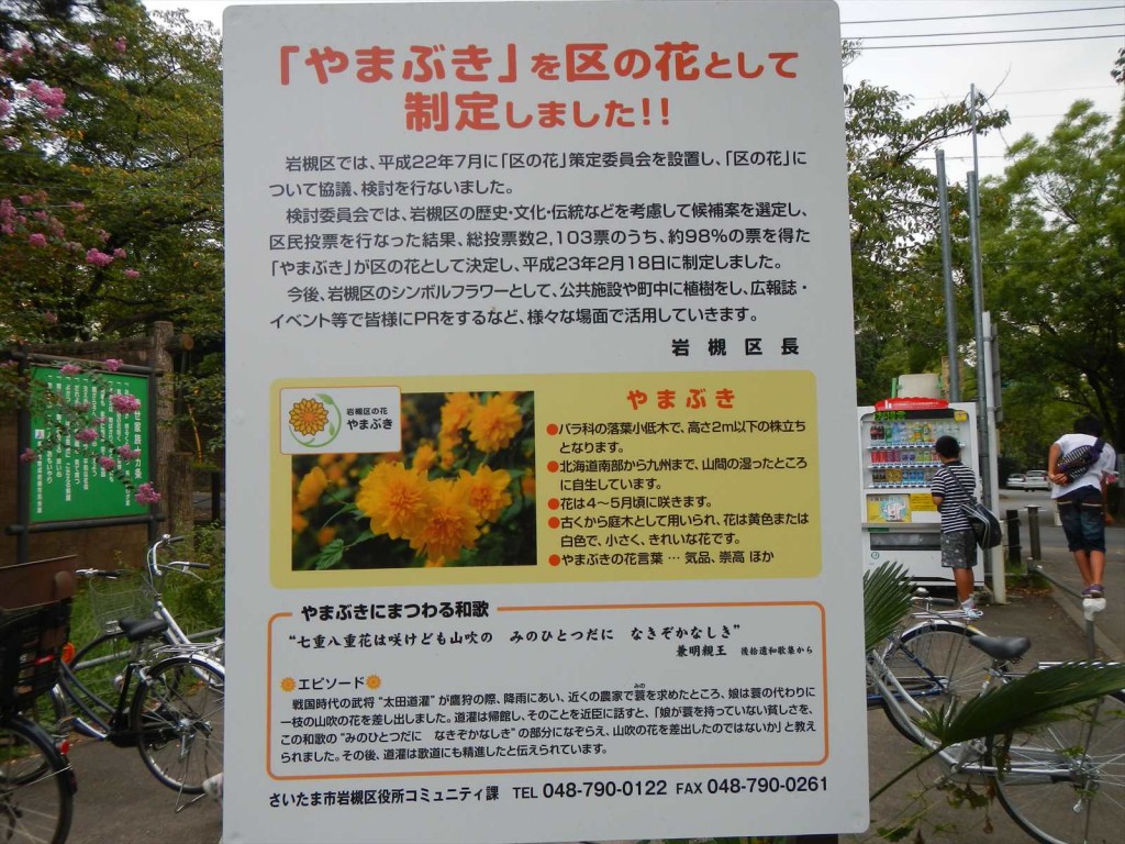埼玉県さいたま市　岩槻城に行ってきました 区の花 やまぶき_DSCN5352